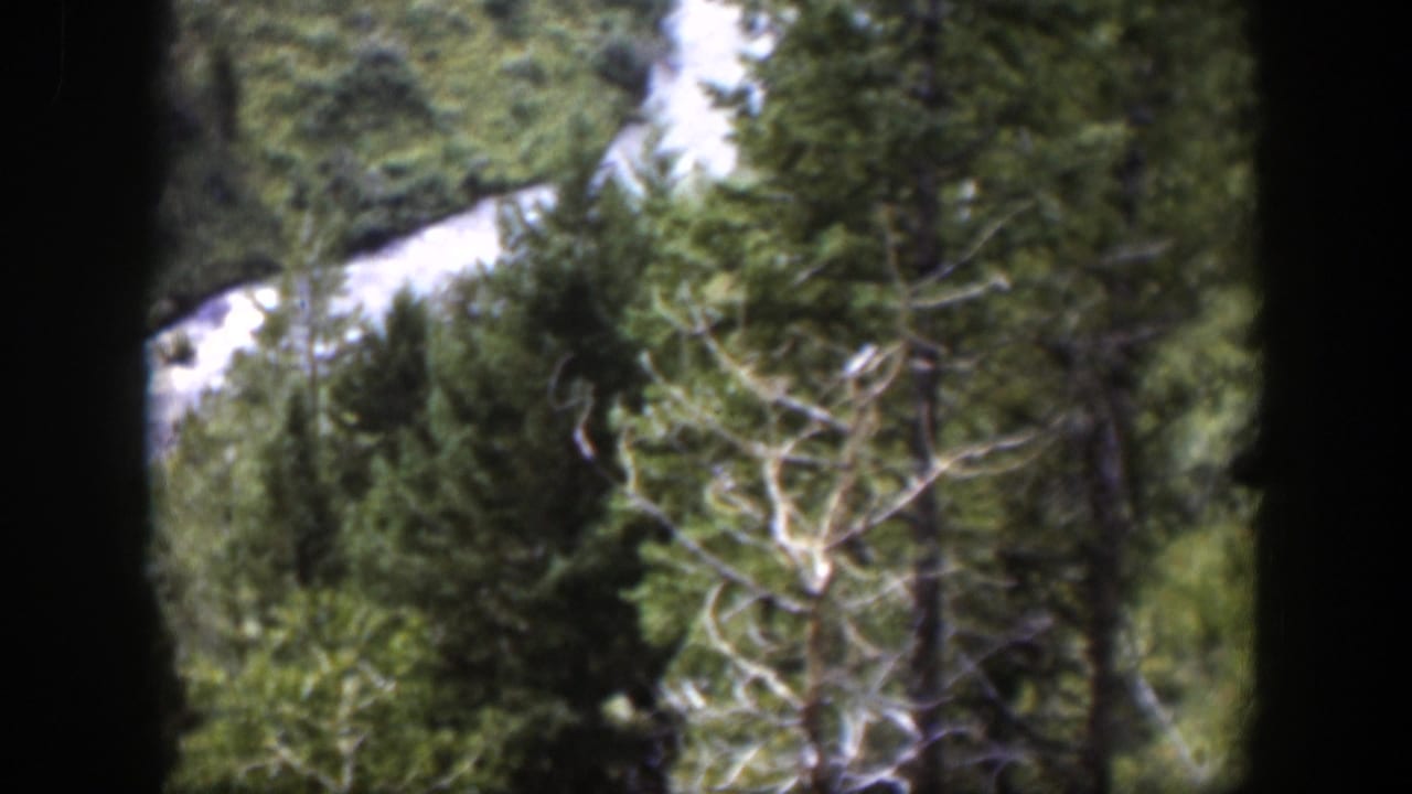 Elevated 1951 Wyoming 8mm view of forest, a curving river, and a pale bare tree near the lower frame.