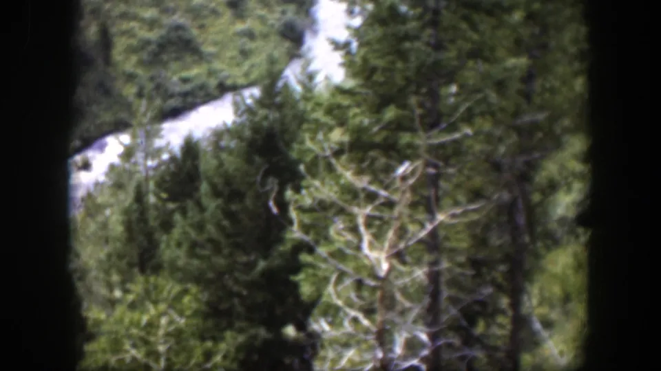 Elevated 1951 Wyoming 8mm view of forest, a curving river, and a pale bare tree near the lower frame.