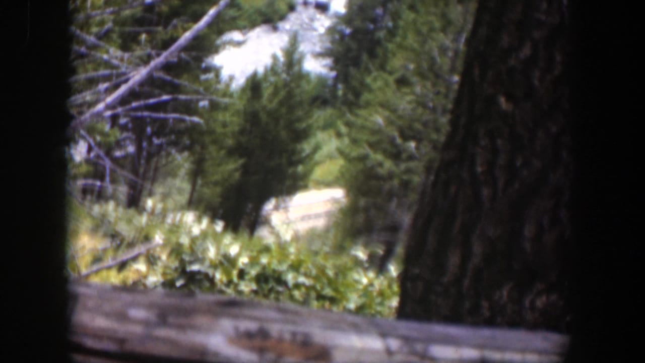 1951 Wyoming 8mm frame showing a wooded foreground, dark tree trunk, branches, foliage, and a weathered beam at an elevated viewpoint.