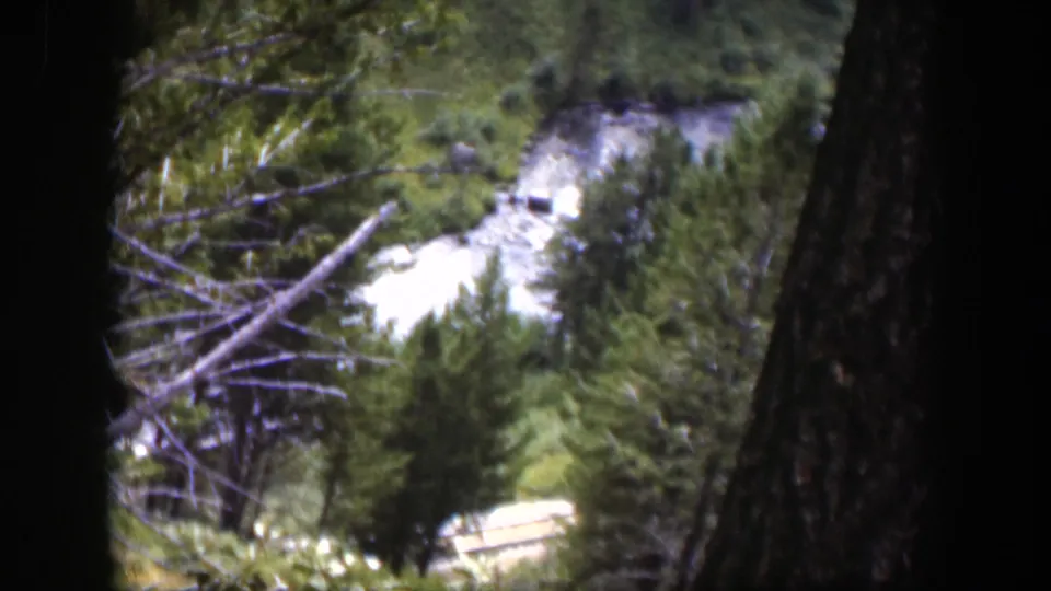 1951 Wyoming 8mm frame with a winding river bend, evergreen forest, branches, and dark tree trunks framing the elevated view.