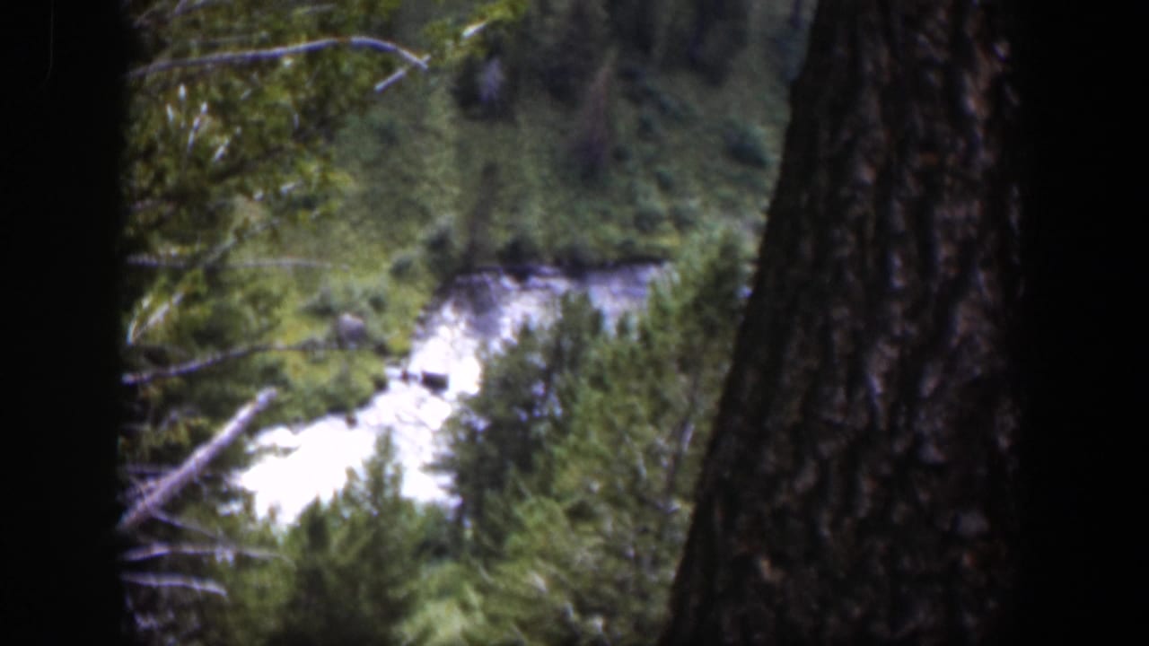 Bright river and evergreen forest framed by tree trunks.