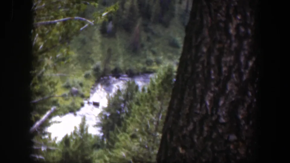 The home-movie camera looks past a large tree trunk toward a pale river cutting through Wyoming evergreen forest.