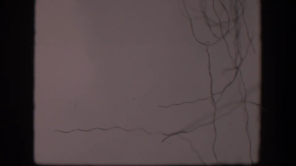 1951 Wyoming 8mm frame showing pale sky and wispy bare branches behind dark window-like bars.