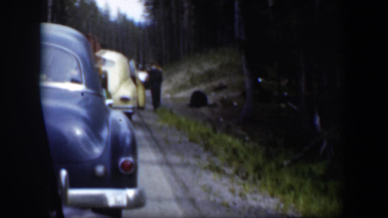 Classic cars stopped on a narrow forest road with people and a dark bear ahead.
