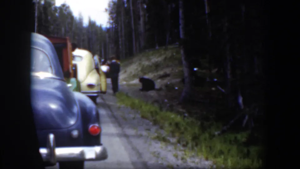 Wyoming 1951 8mm frame with a dark sedan in the foreground, a yellow car ahead, people near the road, and a bear along the grassy shoulder.