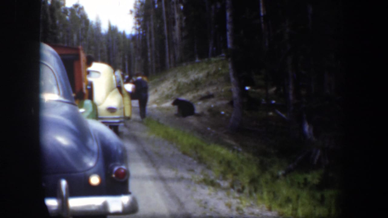 A 1951 Wyoming forest-road view shows classic cars stopped while people stand near the vehicles and a dark bear remains near the roadside.