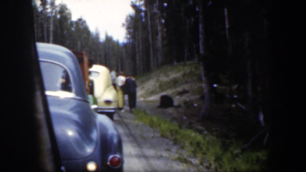 Dark sedan and pale yellow car stopped on a forest dirt road as people look toward a black bear.