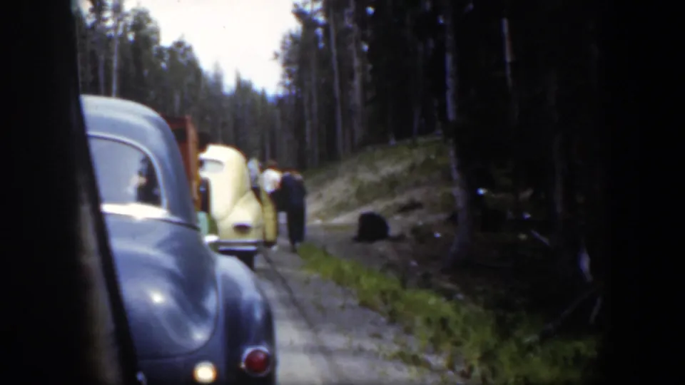 1951 Wyoming home-movie frame of cars on a forest road while adults stand near a black bear on the embankment.