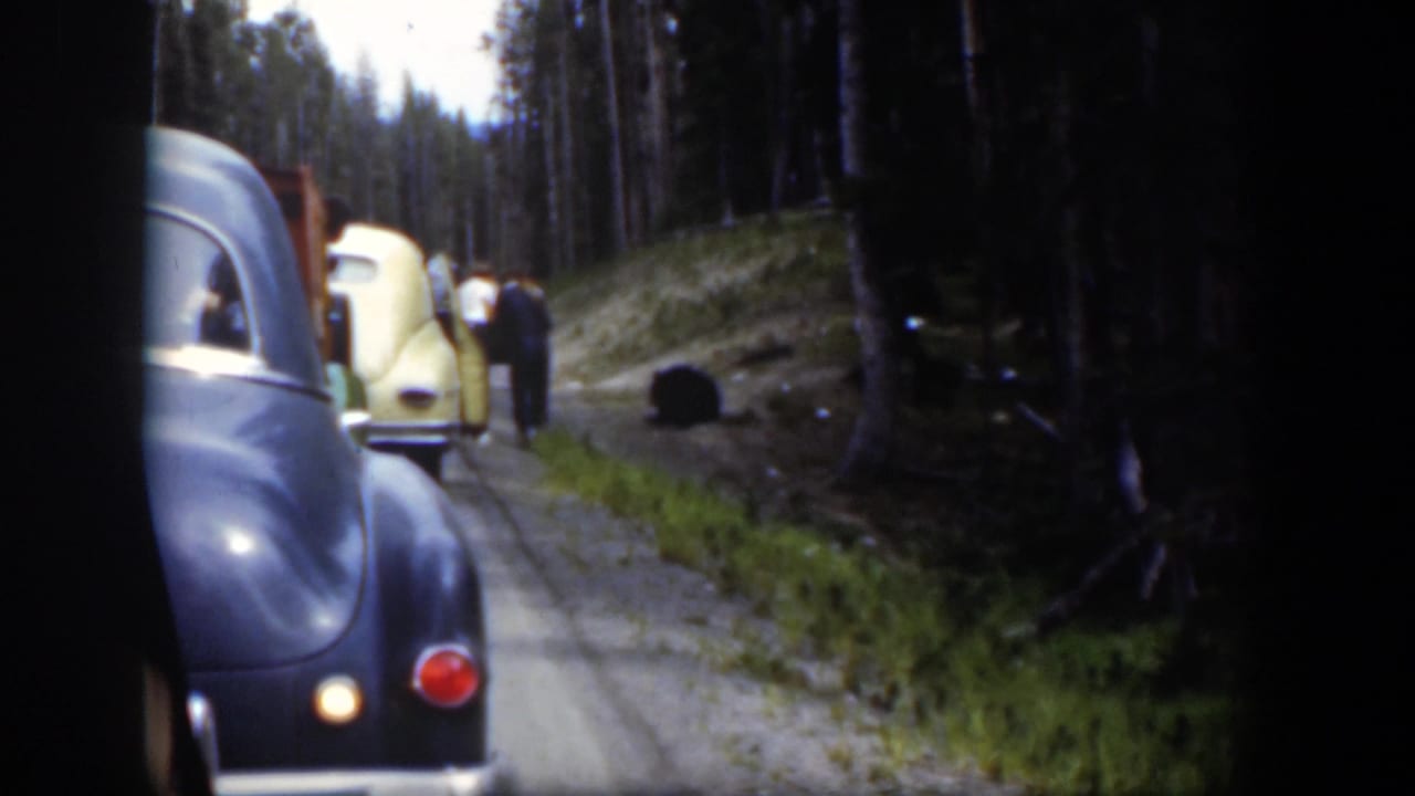 1951 Wyoming roadside scene with a dark sedan, pale yellow car, adults, and a black bear beside the wooded road.