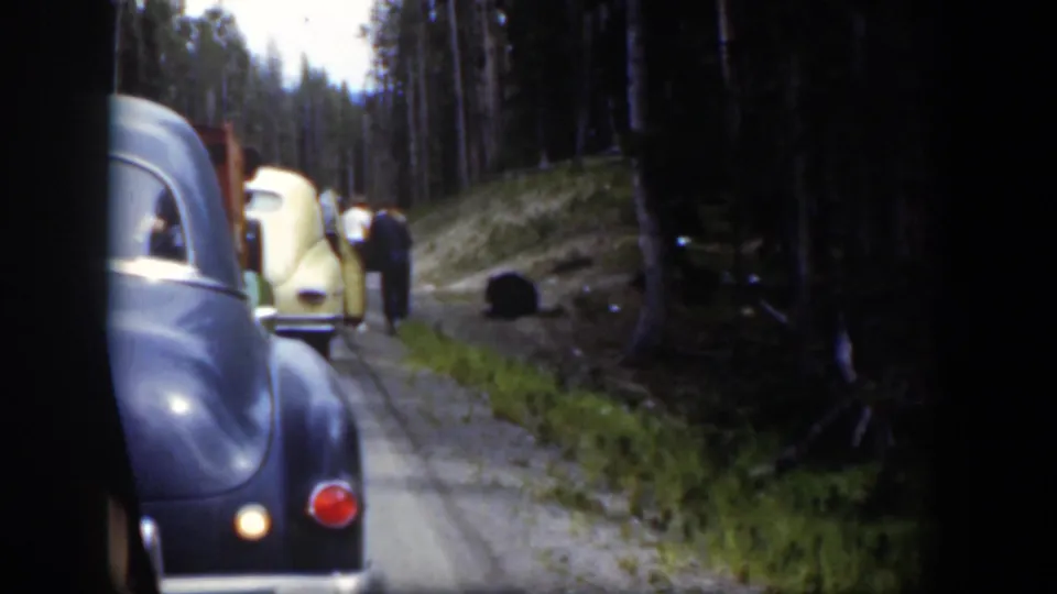 1951 Wyoming roadside scene with a dark sedan, pale yellow car, adults, and a black bear beside the wooded road.