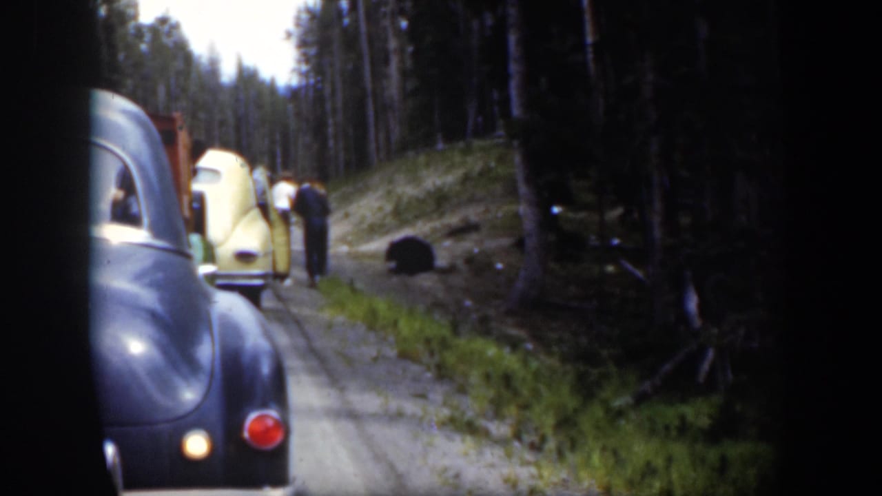 1951 Wyoming 8mm frame showing roadside cars, adults, and a black bear along a forested dirt road.