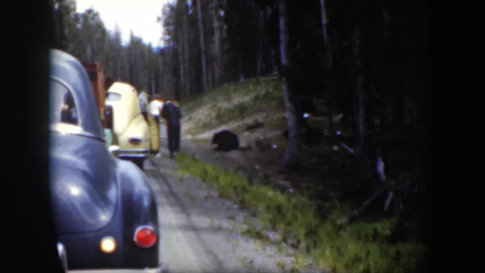 1951 Wyoming 8mm frame showing roadside cars, adults, and a black bear along a forested dirt road.