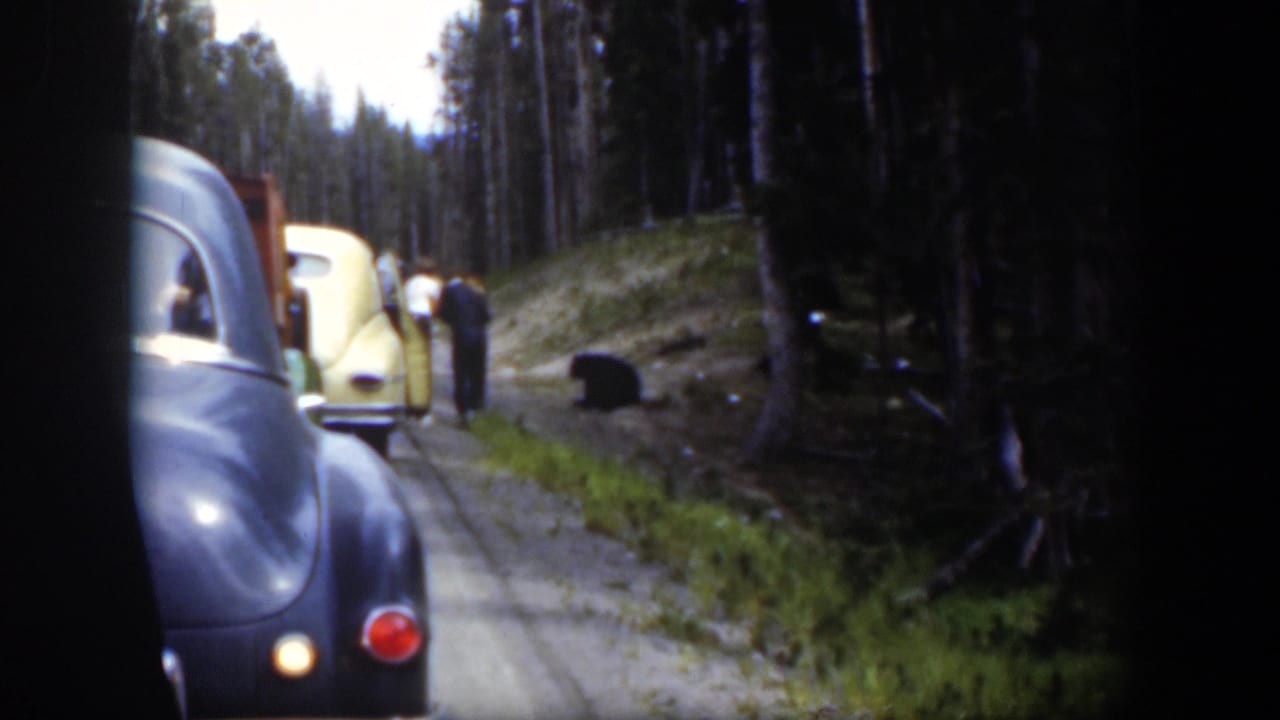 1951 Wyoming home-movie view of visitors and vintage cars stopped near a black bear on a wooded road.