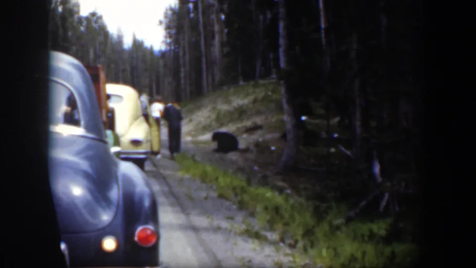 1951 Wyoming home-movie view of visitors and vintage cars stopped near a black bear on a wooded road.
