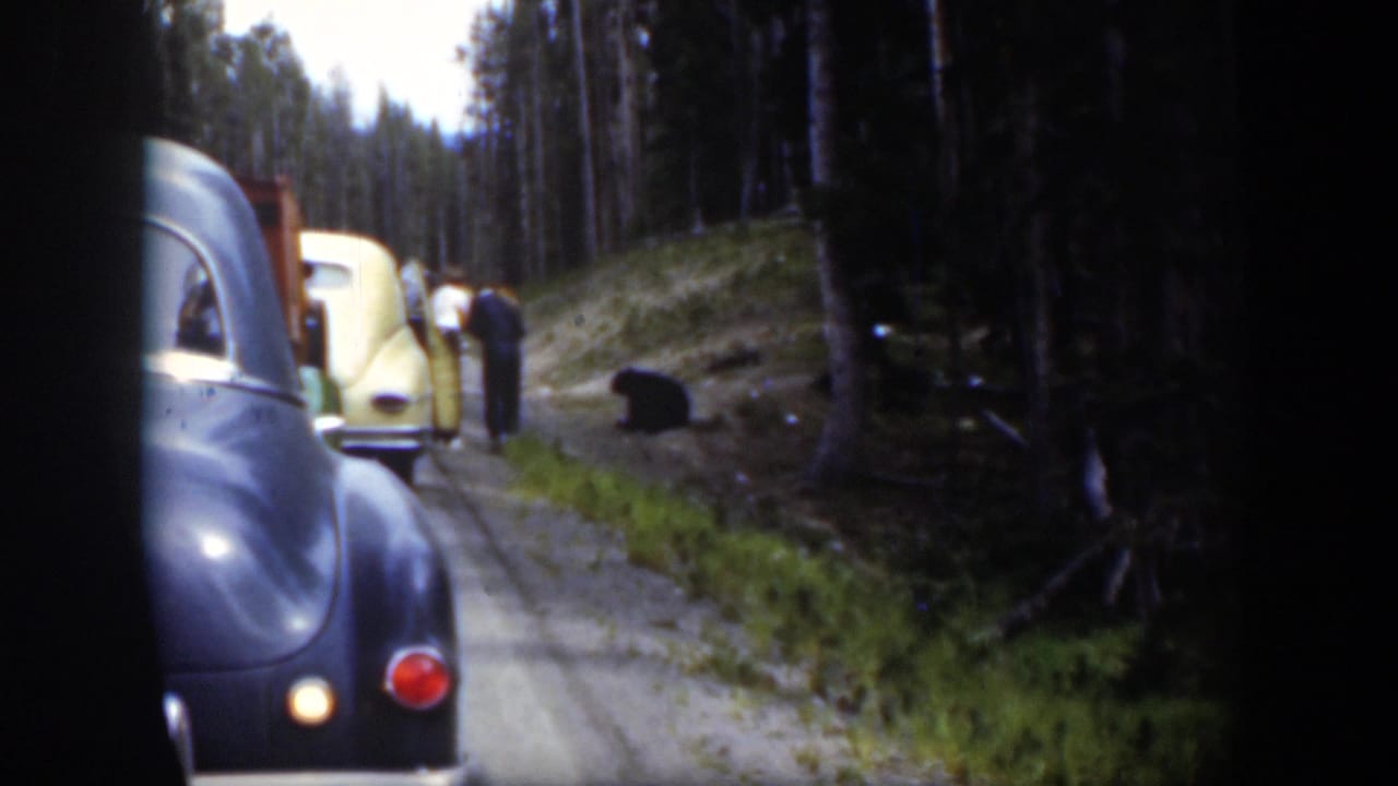 1951 Wyoming 8mm frame showing travelers outside stopped cars near a black bear on a pine-lined dirt road.