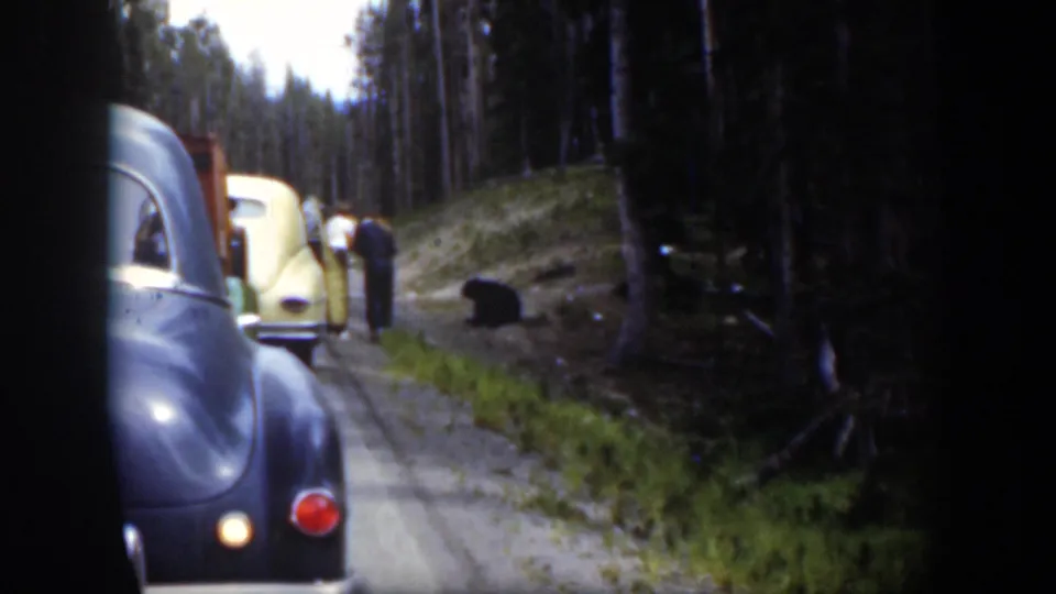 1951 Wyoming 8mm frame showing travelers outside stopped cars near a black bear on a pine-lined dirt road.