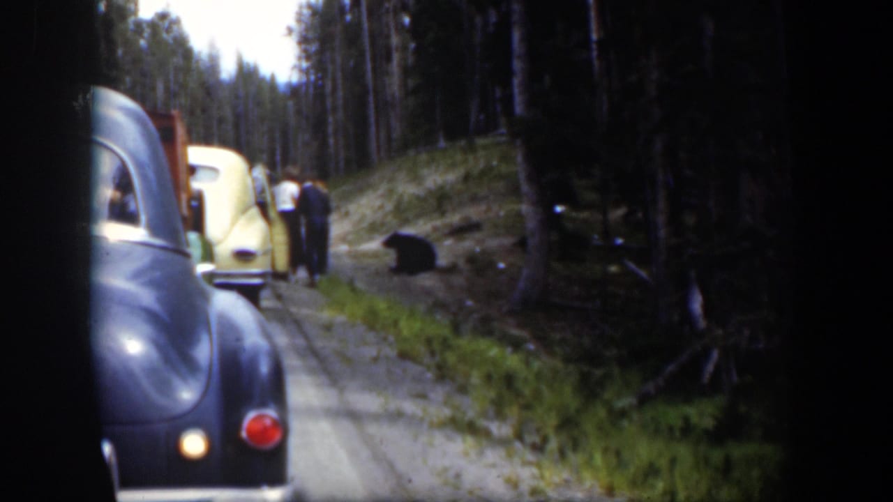 Travelers outside mid-century cars watch a black bear near the edge of a Wyoming forest road.