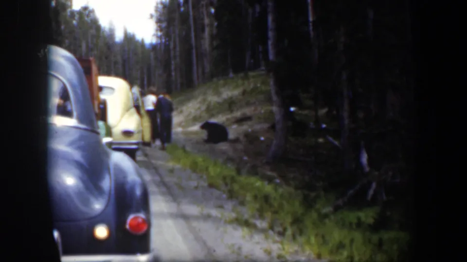 Travelers outside mid-century cars watch a black bear near the edge of a Wyoming forest road.