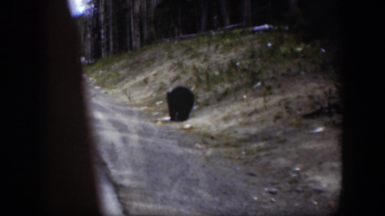 Black bear near a dirt roadside bank in Wyoming, filmed from a handheld 8mm home-movie viewpoint.