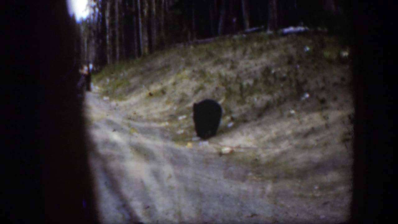 The bear stands beside the dirt road in a pine forest, with soft focus and dark 8mm frame edges visible.