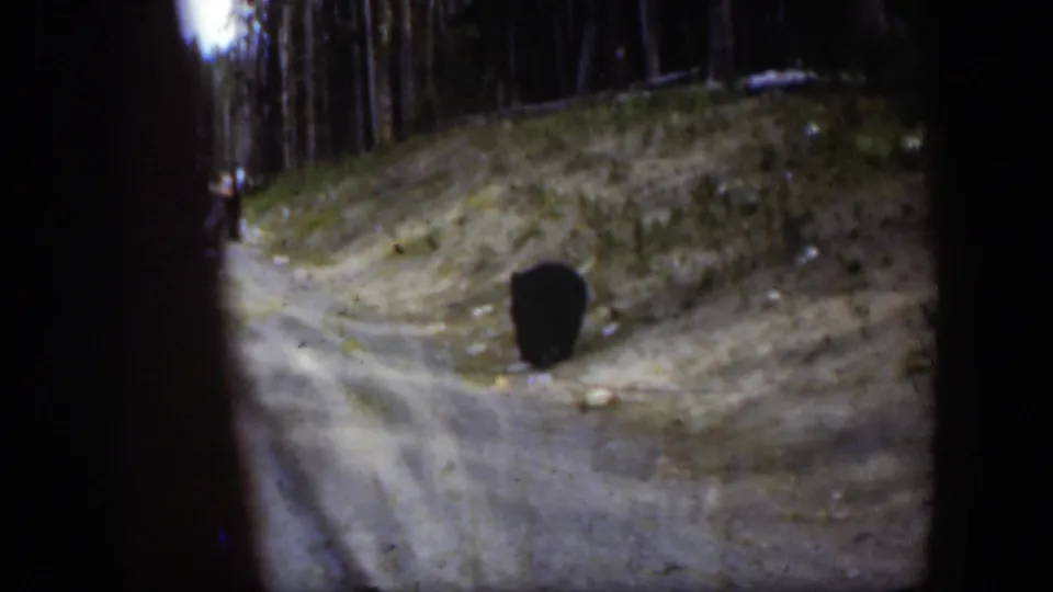 The bear stands beside the dirt road in a pine forest, with soft focus and dark 8mm frame edges visible.
