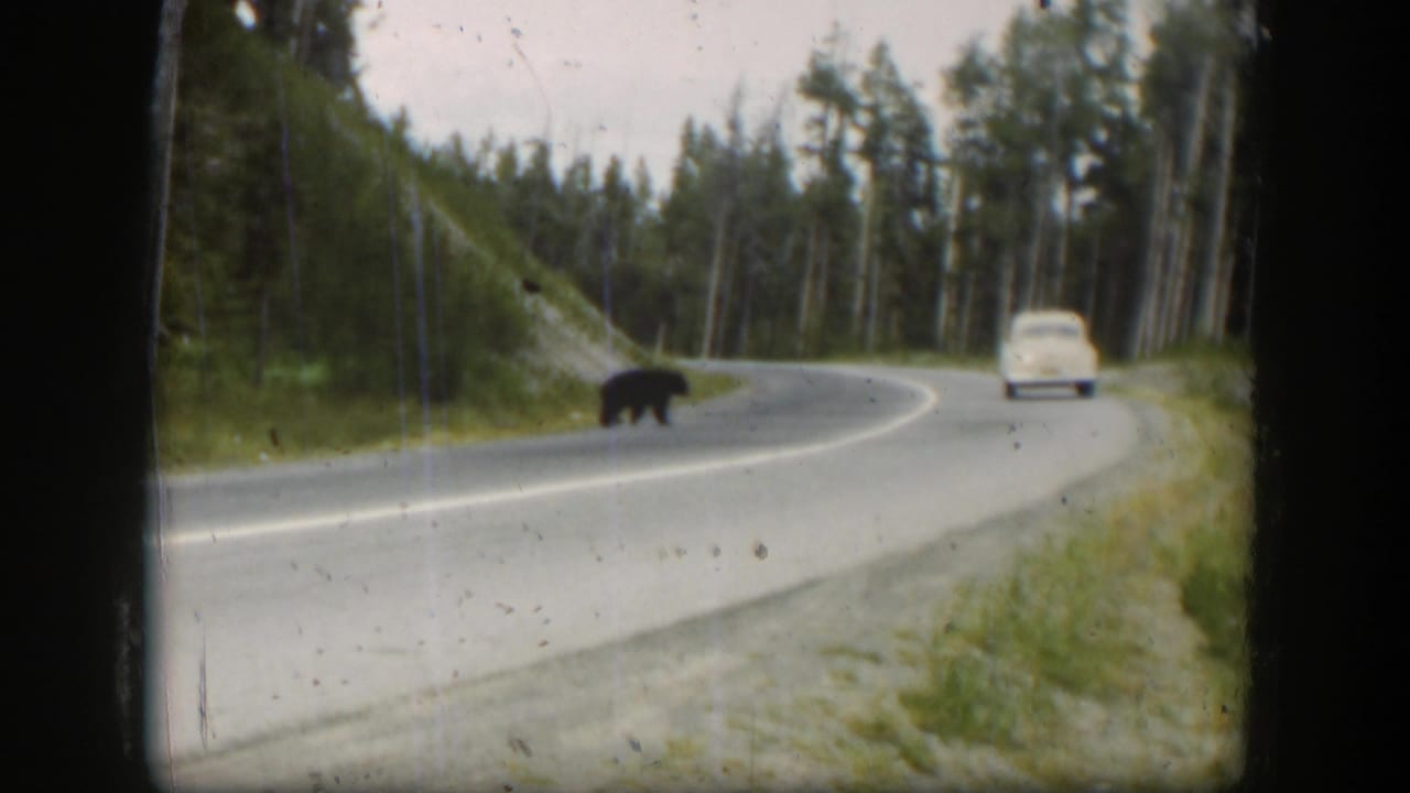 1951 Wyoming 8mm frame showing a black bear on a winding mountain road with a white car approaching behind it.