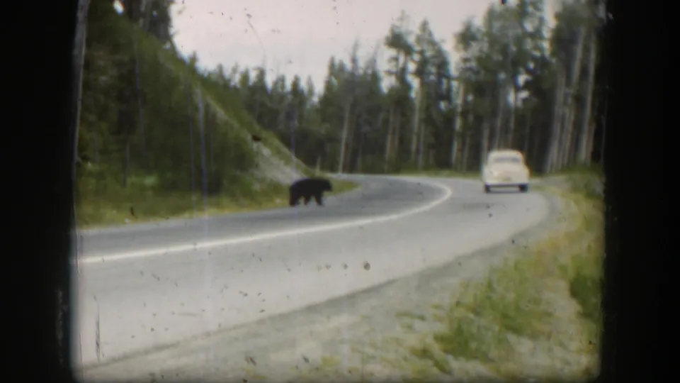 1951 Wyoming 8mm frame showing a black bear on a winding mountain road with a white car approaching behind it.