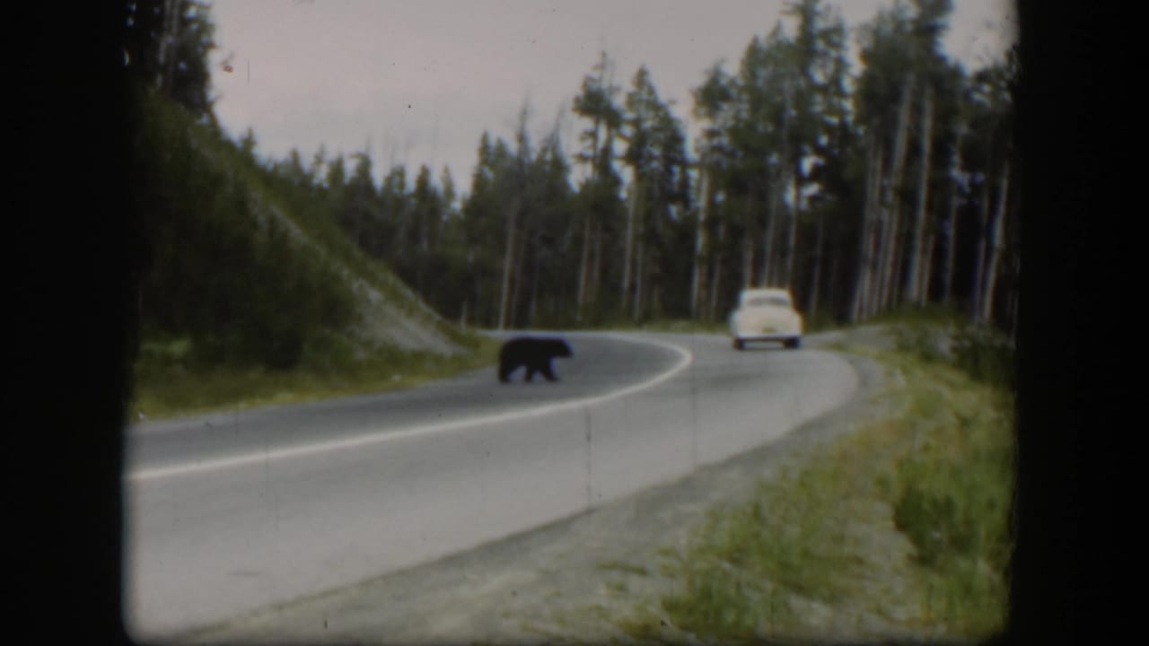 1951 Wyoming roadside frame with a black bear crossing the lane ahead of a white car on a forested curve.