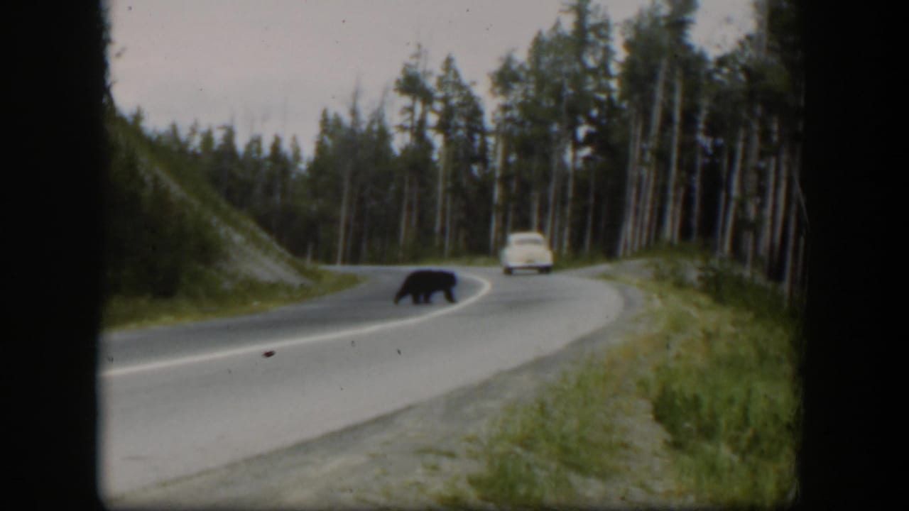 1951 Wyoming 8mm still of a black bear crossing the road while a white mid-century car travels ahead on the bend.
