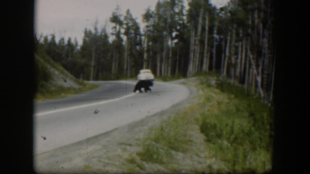 1951 Wyoming frame showing a black bear near the far lane edge while a white car travels along the forest road.