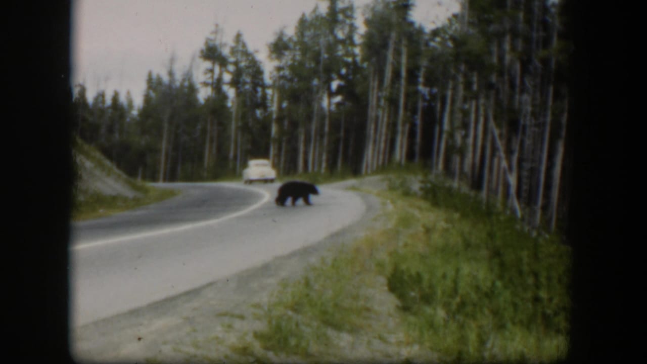 1951 Wyoming 8mm frame showing a black bear on a curved road, with pine forest and a distant white car behind it.