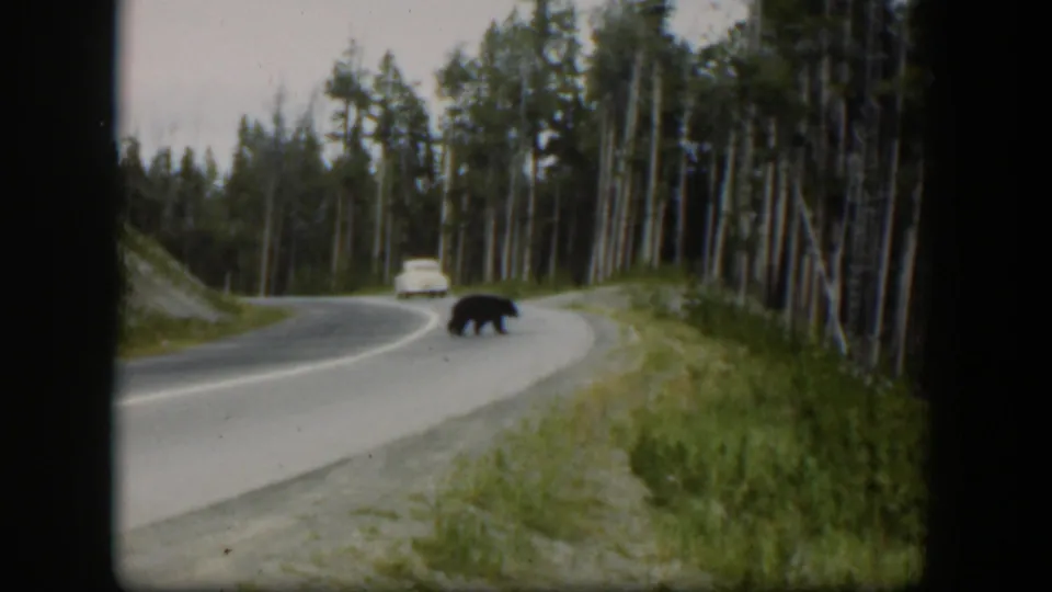 1951 Wyoming 8mm frame showing a black bear on a curved road, with pine forest and a distant white car behind it.