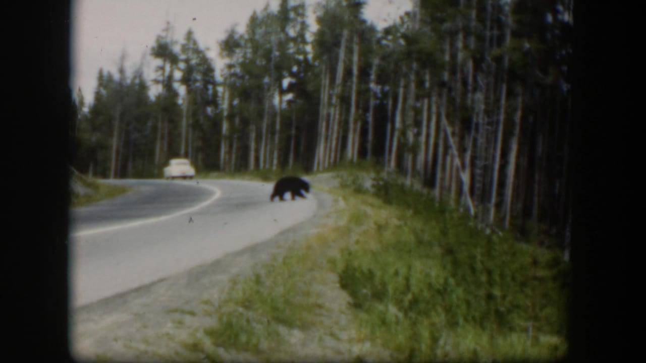 1951 Wyoming 8mm frame with a black bear near the roadside, a white car on the curve, and tall trees lining the road.