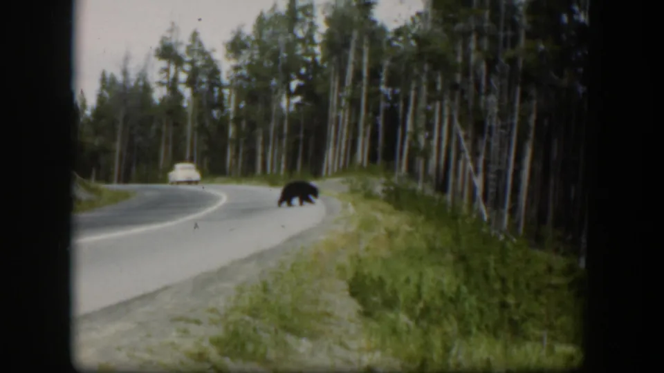 1951 Wyoming 8mm frame with a black bear near the roadside, a white car on the curve, and tall trees lining the road.