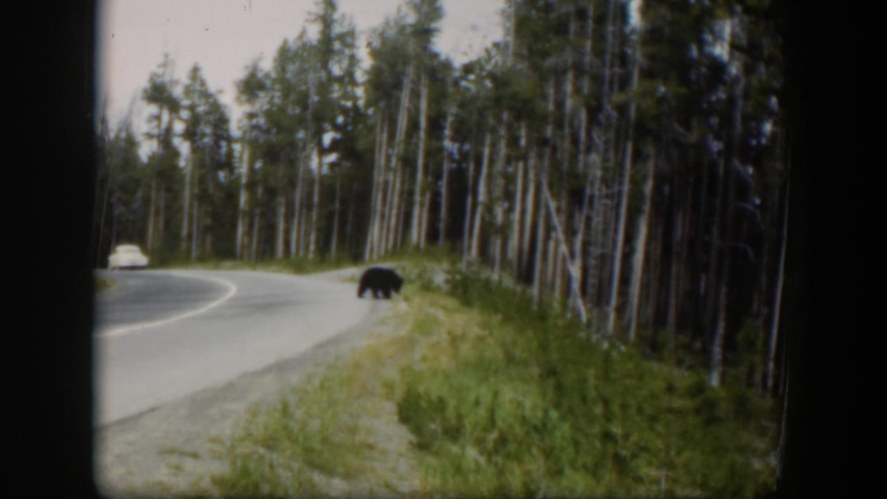 1951 Wyoming 8mm frame showing the bear at the edge of the road, with a distant car, trees, and roadside grass visible.