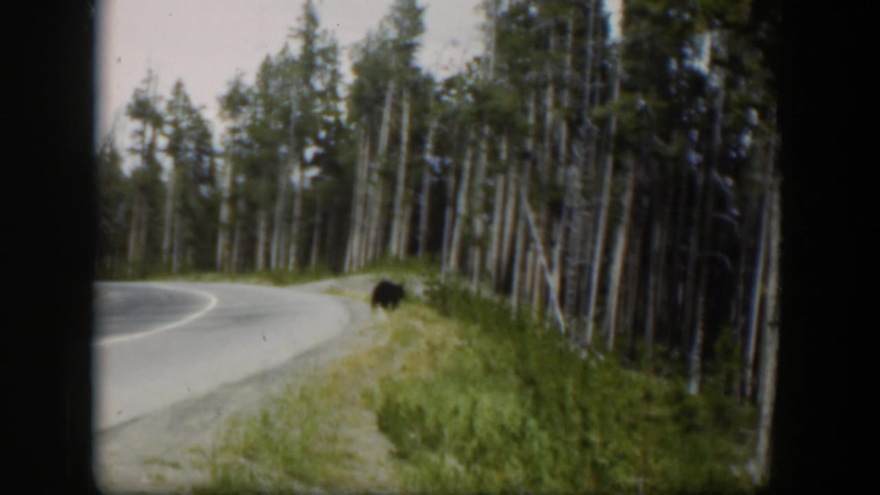 1951 Wyoming 8mm frame with the bear partly off the road in roadside grass, framed by forest and a curving paved road.