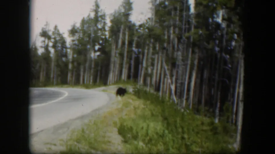 1951 Wyoming 8mm frame with the bear partly off the road in roadside grass, framed by forest and a curving paved road.