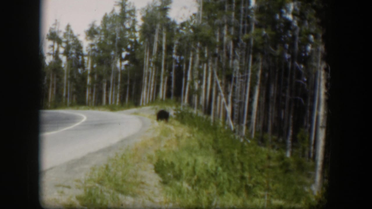 Curving road beside a dense forest with a small dark animal near the grassy shoulder.