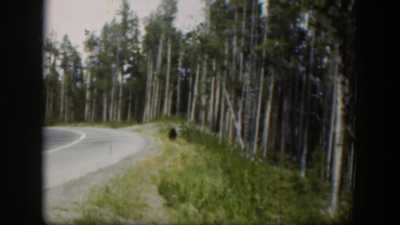 1951 Wyoming 8mm frame of a forest road with a distant bear-like shape beside the grassy edge.