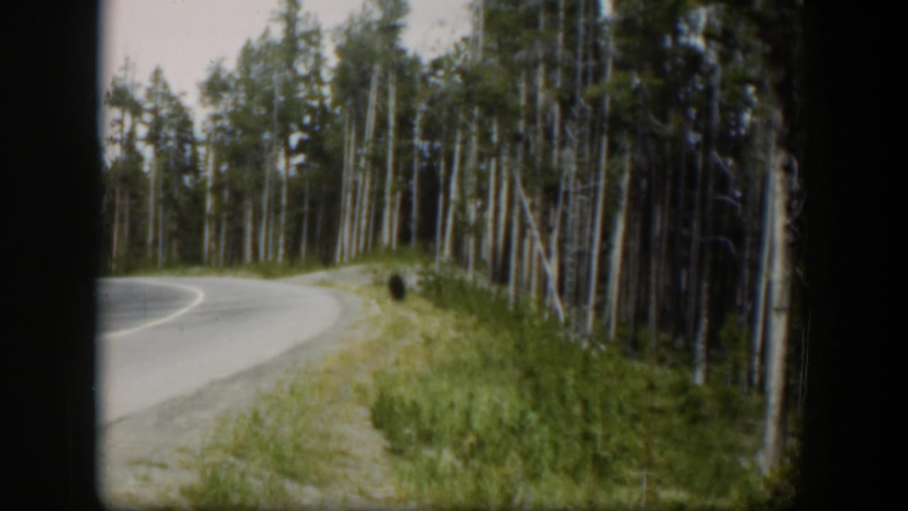Vintage 8mm Wyoming road scene with a bear-like animal partly separated from the dense forest edge.