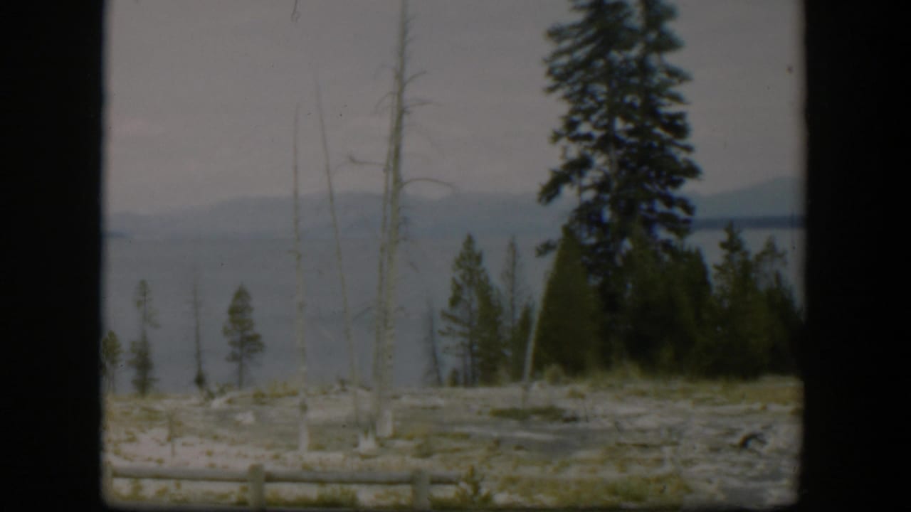 1951 Wyoming 8mm view of Yellowstone terrain with pines, dead trunks, a lake, and distant mountains.