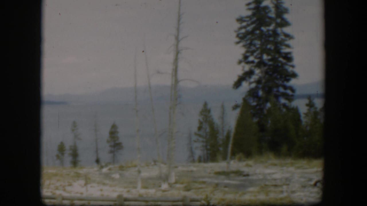 1951 Yellowstone home-movie frame showing a tall pine, barren pale ground, calm lake, and distant mountain shoreline.