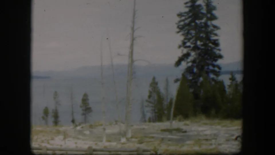 1951 Yellowstone home-movie frame showing a tall pine, barren pale ground, calm lake, and distant mountain shoreline.