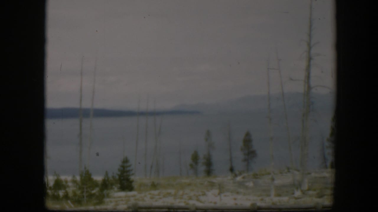 1951 Wyoming frame showing a soft, grainy view of water and distant hills through thin trunks and scattered evergreens.