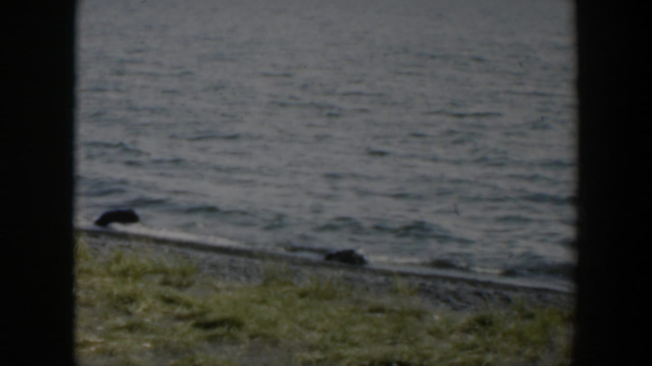 1951 Wyoming 8mm frame showing rippled lake water, green grass, gravel shoreline, and dark rounded rocks or logs near the waterline.
