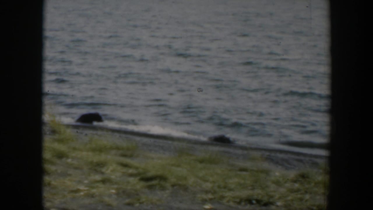 1951 Wyoming 8mm view of small water waves, a grassy bank, gravel shoreline, and dark rounded objects near the shore.