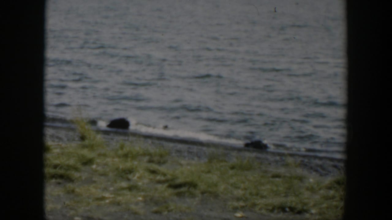 1951 Wyoming 8mm frame of grass, gravel shoreline, rippled water, and dark rounded rocks or logs under muted light.