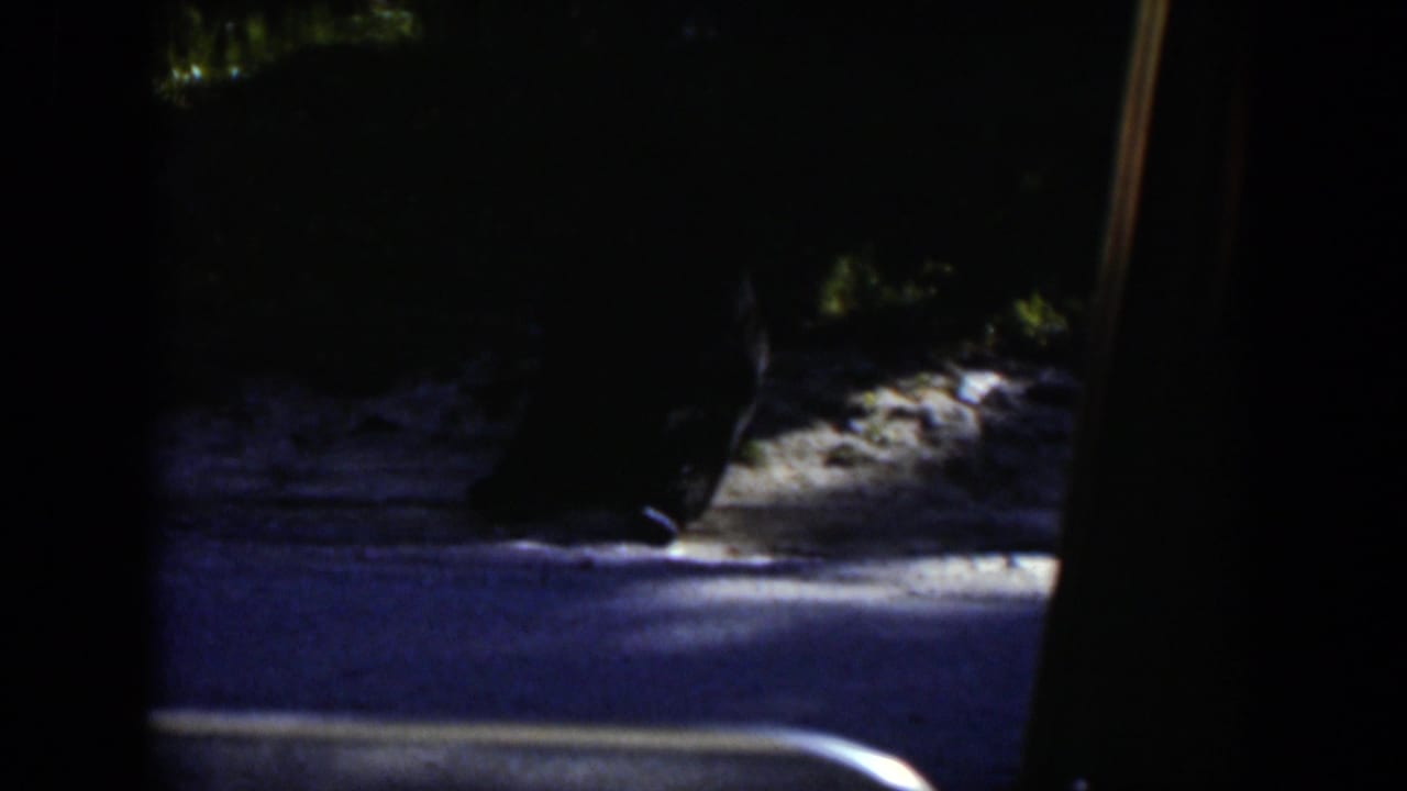 Nighttime 8mm Wyoming travel frame with bushes, rocks, and headlight-lit ground seen through dark framing.