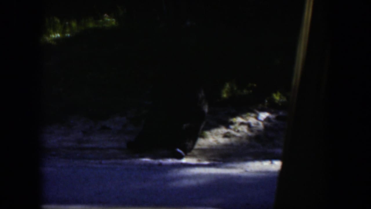 Dark animal-like form resting in shade beside sunlit gray ground.