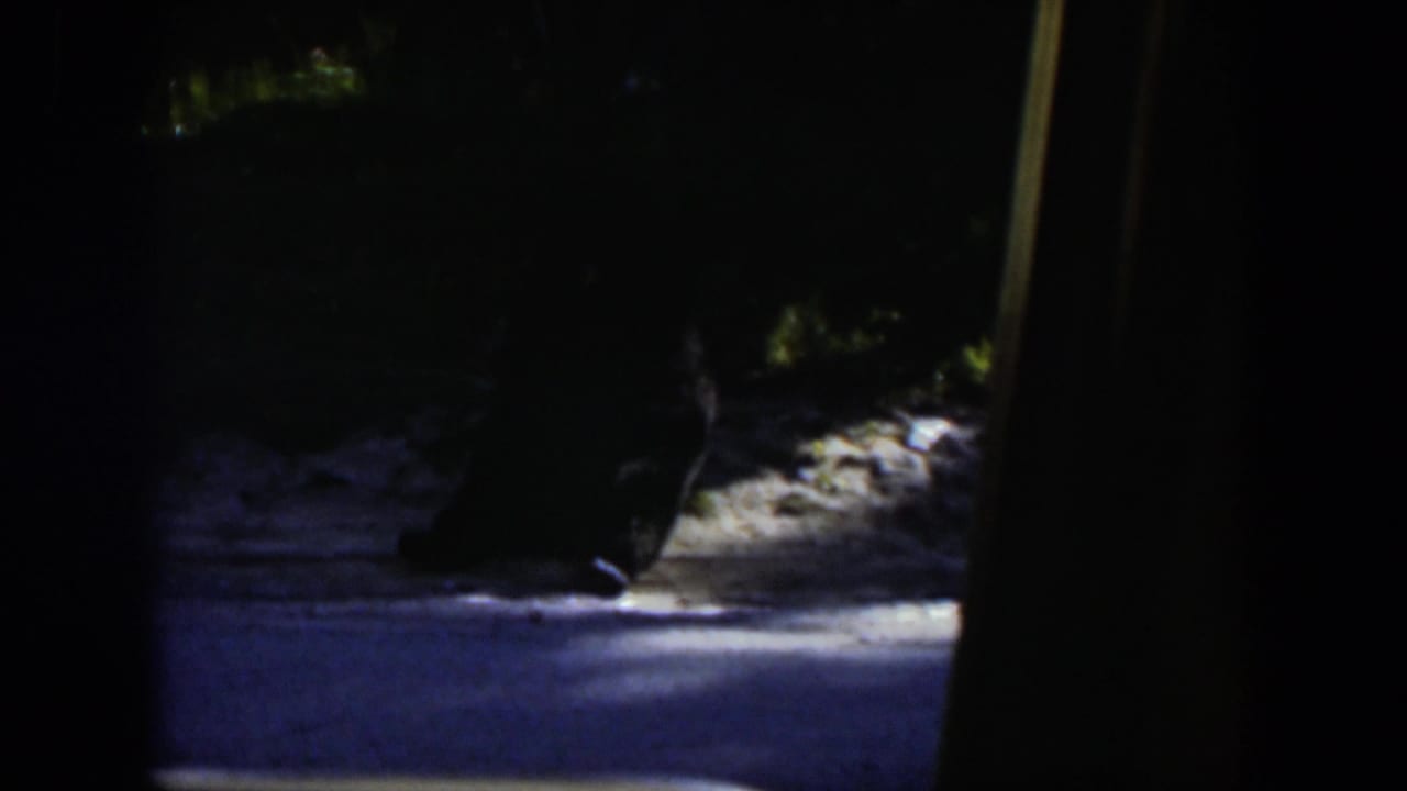 A dark, indistinct animal-like shape remains near shaded rocks or dirt in Wyoming home-movie footage, with the view framed by a vehicle interior.